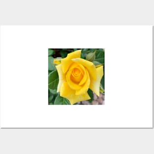 Yellow Rose Posters and Art